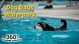 Shiba Inu Goes For A Swim At The Local Water Park // 360 Video
