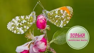 ЗОРЬКА🦋/Богиня зари🦋🦋🦋