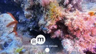 Reserva Marina Masia Blanca