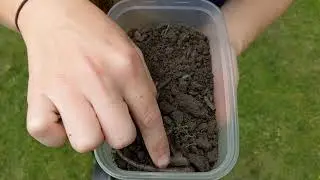Worm Charming Video