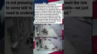 Raccoon Rides Ram Into Grocery Store
