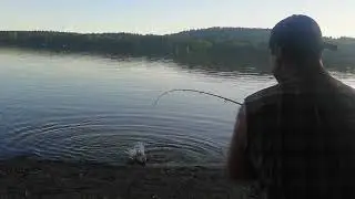 Elk Lake, Victoria B.C. Carp fishing