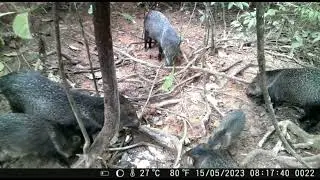 c&acirc;mera de trilha mini 301 do meu parceiro . v&aacute;rios animais . deixa o like galera 🙏🏼