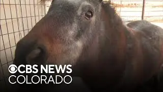Creative Acres in Colorado missed fundraising opportunity after phone lines got cut