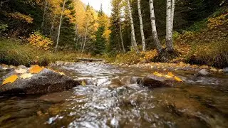 Calming River Sounds for Deep Sleep &ndash; Tranquil Flow to Help You Sleep All Night
