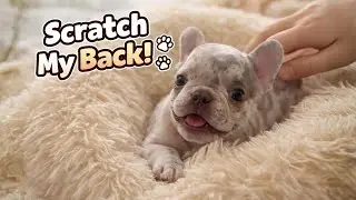 &ldquo;Mom, Scratch My Back!&rdquo; &ndash; Tiny Frenchie&rsquo;s Cutest Demand Ever 🥹🐾|Charlottes ep3