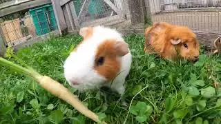 Fuzzy Little Guinea Pigs Munch On Fresh Garden Carrots