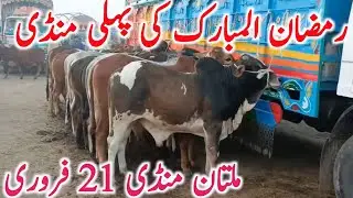 Today Multan Cow Mandi 2026 | Cholistani Sahiwal & Brahman Cows | Global Village Farming