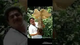 Top 10 biggest vegetables in the world...world record