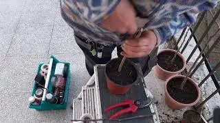 INNESTARE MELE E PERE SU PIDE DI MELO SELVATICO
