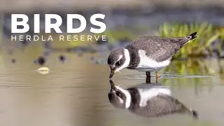 Visiting a Nature Reserve for Migrating Birds | Bird Photography with 400mm f/2.8 | Ep 59 MP