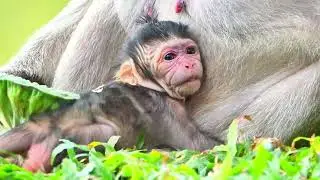 Welcome New Member Capzilla Troop, TARA Give Birth New Baby Very Cute Named TIA