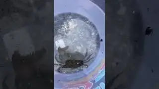 Crab vs ragworm