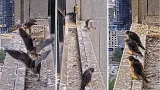 367 Collins St. Falcons🪽Pre-Fledge Chicks Perform Acrobatics🎡 Teetering on Ledge🫣 2025 Nov 10