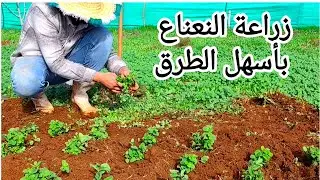 زراعة النعناع بأسهل طريقة