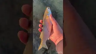 Finnaly got a fish on the flats but not what i wanted😅 #fishing #fish #talior #mullet #mandurah