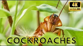 Cockroaches  - The Adaptive and strongth Animals