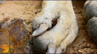 Oh wow! look at my dog's feet, it looks like there's something there.
