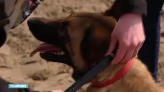'Schokhalsband' voor honden verboden: 'Maar het is geen dierenmishandeling' - RTL NIEUWS