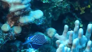 A whitleys boxfish (male)