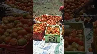 How to grade tomatoes