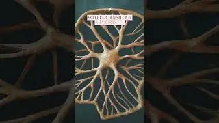 Memory.                  #memorycapacity #brainhealth  #memoryboost #brainscience