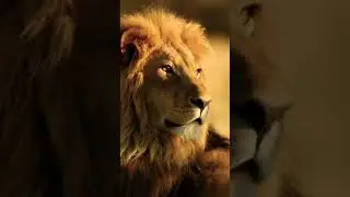 Lion wallpaper 😈#lion#king#shortz