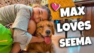 Max lovess Seema 🎉❤️😍@THE HIMALAYAN HUSKY
