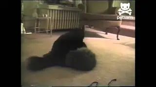 Cats play patty-cake