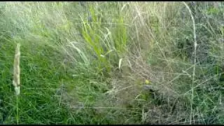 Gevlekte Glanslibel 01082010