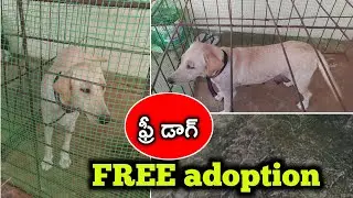 good quality Labrador dog for free adoption in telugu/ 99516 26889 /aj pets