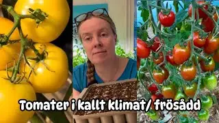 Tomater i kallt klimat , fr&ouml;s&aring;dd