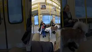 Train interactions with my dog!! #youtubeshorts #husky #shorts #subway #train #london #nyc #vlog