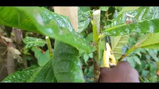 Loquat tree pruning for branching and flowering.