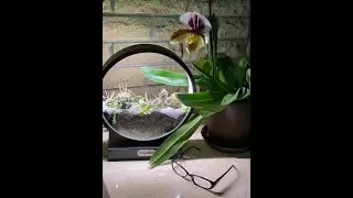 Succulents & Cacti Arrangements in the Garden Farm - Aquarium VEGEBOX F-Box