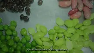 Kubu Restaurant | Inspired by Nature, from Root to Leaf