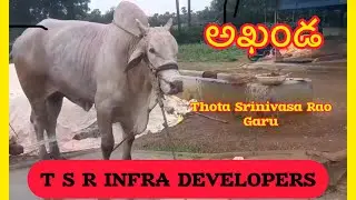 అఖండ || Thota Srinivasarao Garu || T S R INFRA || Kopparavuru || Junior Bull || Bulls Of Andhra