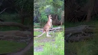 Australian muscular forest kangaroo #australiananimals #kangaroo #animals #wildlife