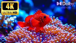 Living Ocean 8K HDR 🐠 | Incredible Marine Life & Real Underwater Sounds