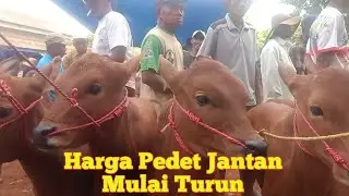 Review Sapi Pedet Jantan Super Umur 5 bulanan,Pasar Madura Jawa Timur