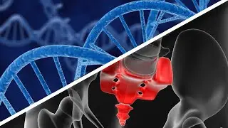 The Erasure of Our Tails Through a 'Jumping Gene'