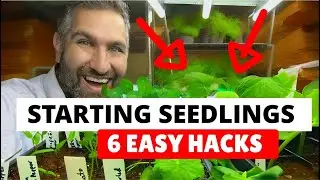 6 Easy Seed Starting Hacks For Faster Growth!