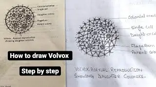 How to draw Volvox easily - step by step