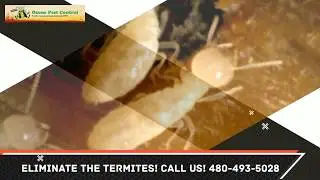 Termite Control Maricopa County AZ 480-493-5028 Ozone Pest Control