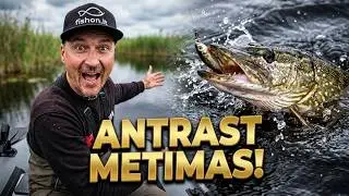 PELKĖS LYDEKOS. Antras metimas ir prasidėjo!