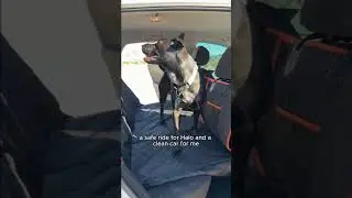 Your pup rides first class &mdash; your seats stay spotless