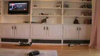 Cat Clones