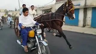 Tanga Race Horse Balla Sultan First Race Try Swabi بلا سلطان ریس ٹرای