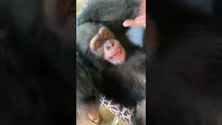 Did you know that chimps are ticklish! 🐵#shorts#Inshort