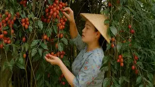 Goat&rsquo;s Milk Fruit &mdash; Seasonal Harvest & Sweet Sour Taste of Childhood | Poorna - Rural Woman&rsquo;s Life